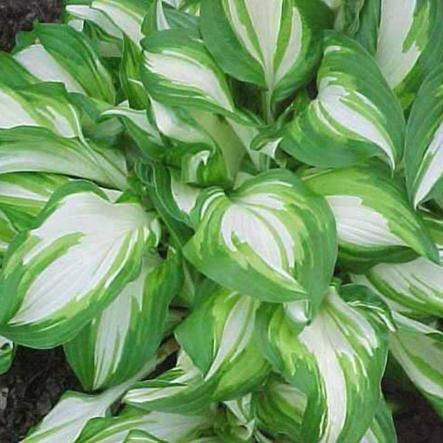 Hosta 'Undulata', Wavy Plantain Lily, Variegated Wavy Plantain Lily, Shade perennials, Plants for shade, Hosta Undulata var. Albomarginata, Hosta Undulata var. Erromena,Hosta Undulata var. Undulata, Hosta Undulata var. Univittata